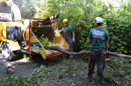 tree services Culver City